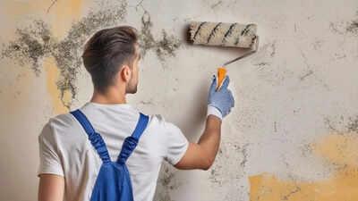 Surprising danger of painting over mould: Wellness experts warn covering up damp patches creates invisible health hazard